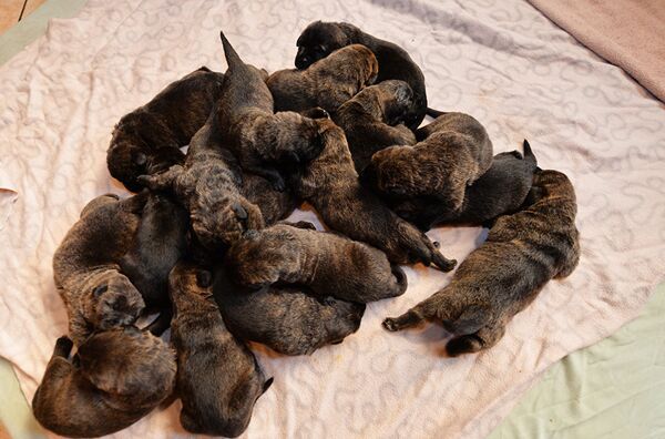 También en Alemania, una mamá mastín dio a luz a 17 cachorros. - Sputnik Mundo