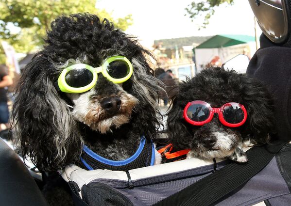 Dos poodles participan de un evento motociclístico en Alemania. - Sputnik Mundo