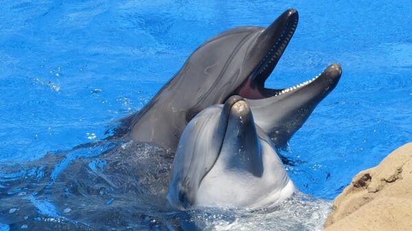 Delfines - Sputnik Mundo