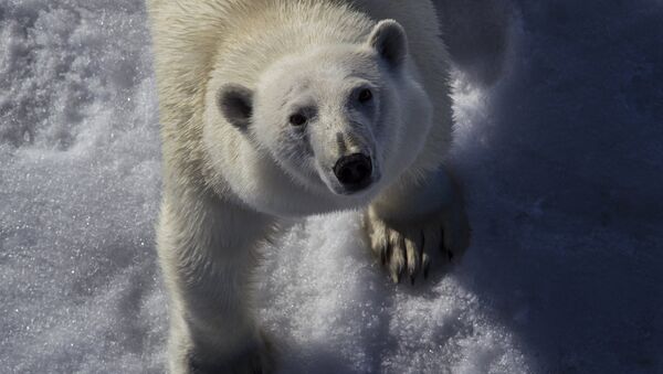 Oso polar en un parque nacional ruso - Sputnik Mundo