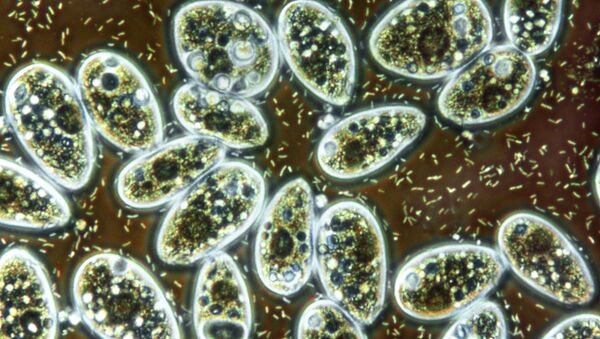 Bacteria and ciliate protozoa in flower vase water - Sputnik Mundo