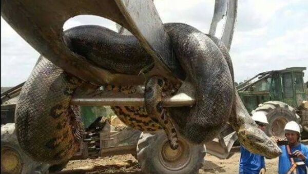 Anaconda gigante de 400 kilos - Sputnik Mundo