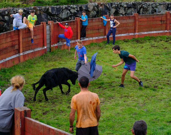 Sin sangre ni dolor. Las corridas de toros portuguesas en todo su esplendor - Sputnik Mundo