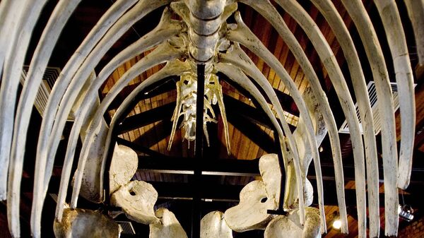 Los huesos de un dinosaurio en un museo brasileño (archivo) - Sputnik Mundo