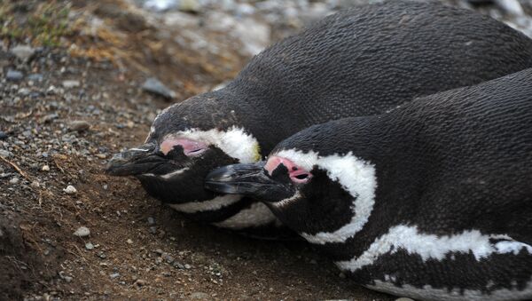 Pingüinos magallánicos - Sputnik Mundo