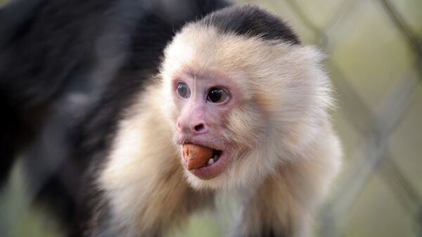 Un mono capuchino - Sputnik Mundo