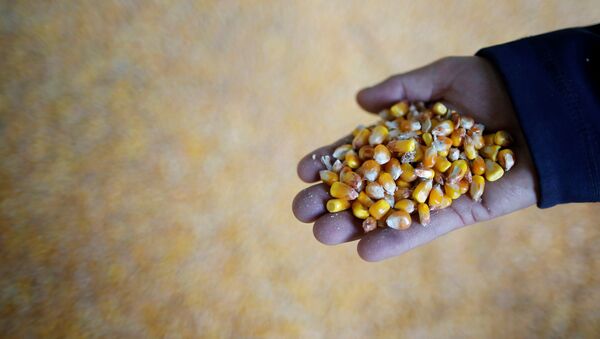 Cosecha de maíz después de sequía - Sputnik Mundo