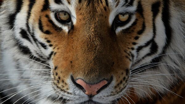 Un tigre de Amur - Sputnik Mundo