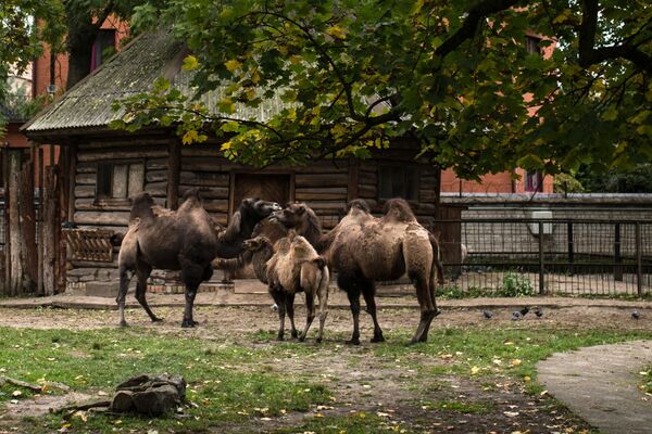 Los habitantes del zoológico de Kaliningrado - Sputnik Mundo