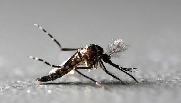 Un mosquito Aedes Aegypti - Sputnik Mundo