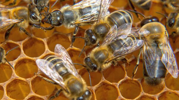 Una colmena de abejas - Sputnik Mundo