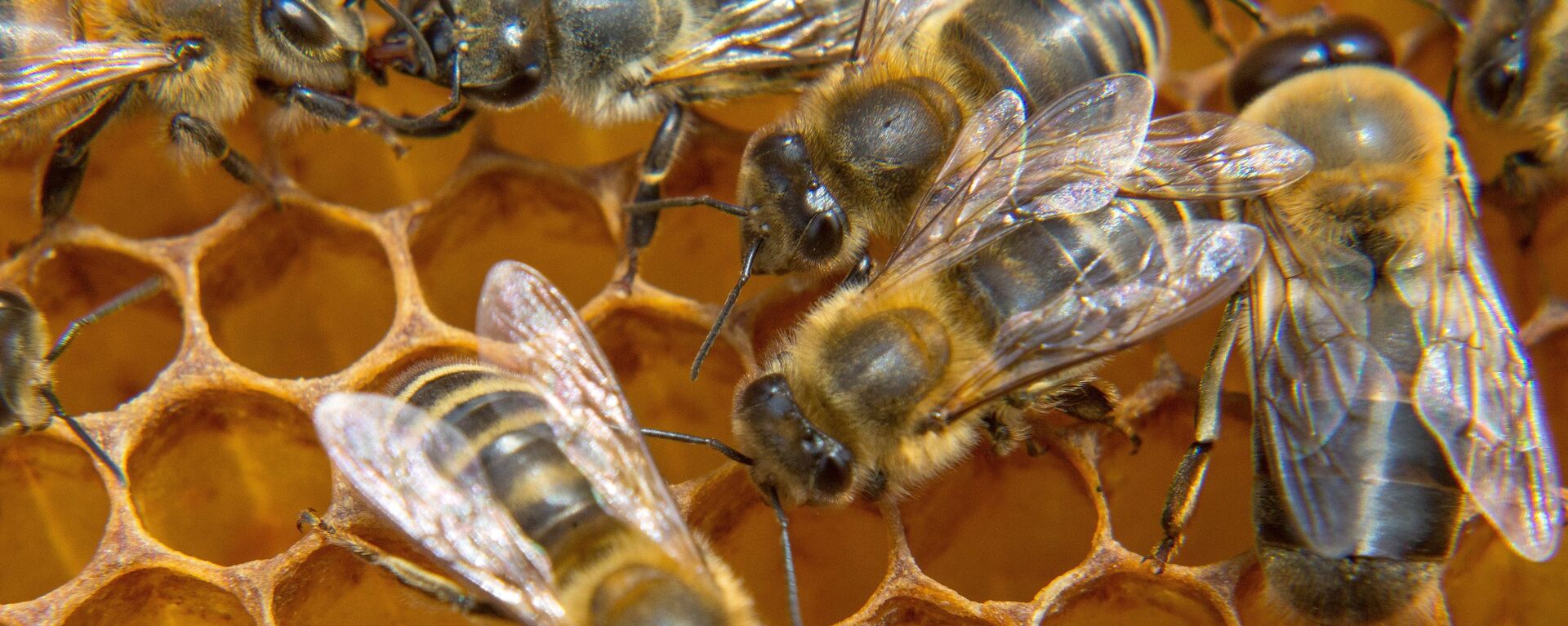 Una colmena de abejas (imagen referencial) - Sputnik Mundo, 1920, 21.05.2020