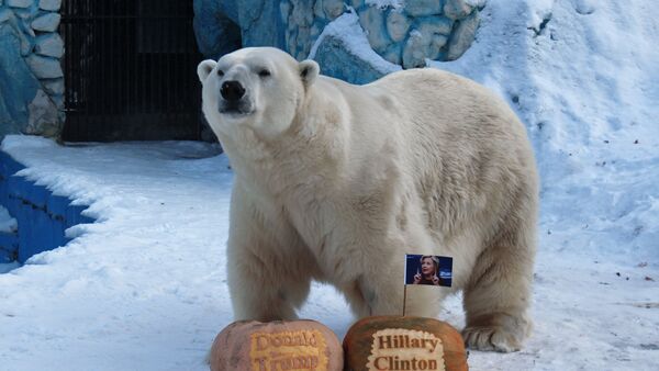 El oso polar Félix - Sputnik Mundo