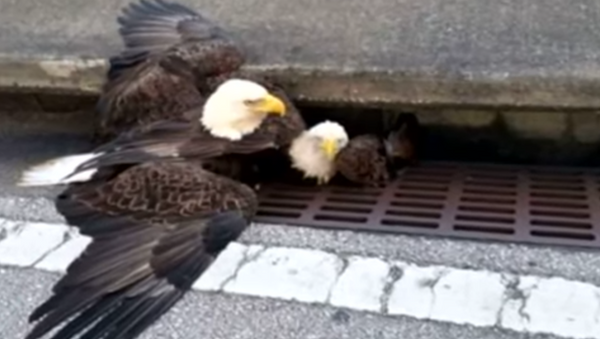 Dos águilas calvas rescatadas de una zanja de drenaje en una carretera de Florida - Sputnik Mundo