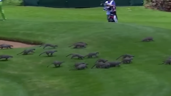Decenas de mangostas invaden un torneo de golf - Sputnik Mundo