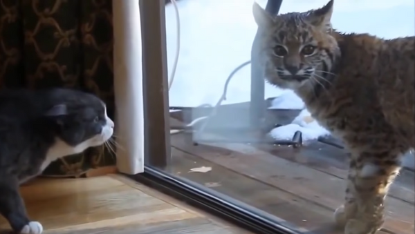 Lince salvaje aterroriza a un gato doméstico - Sputnik Mundo