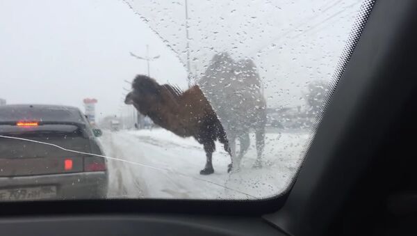 Un camello detuvo el tráfico en Rusia - Sputnik Mundo