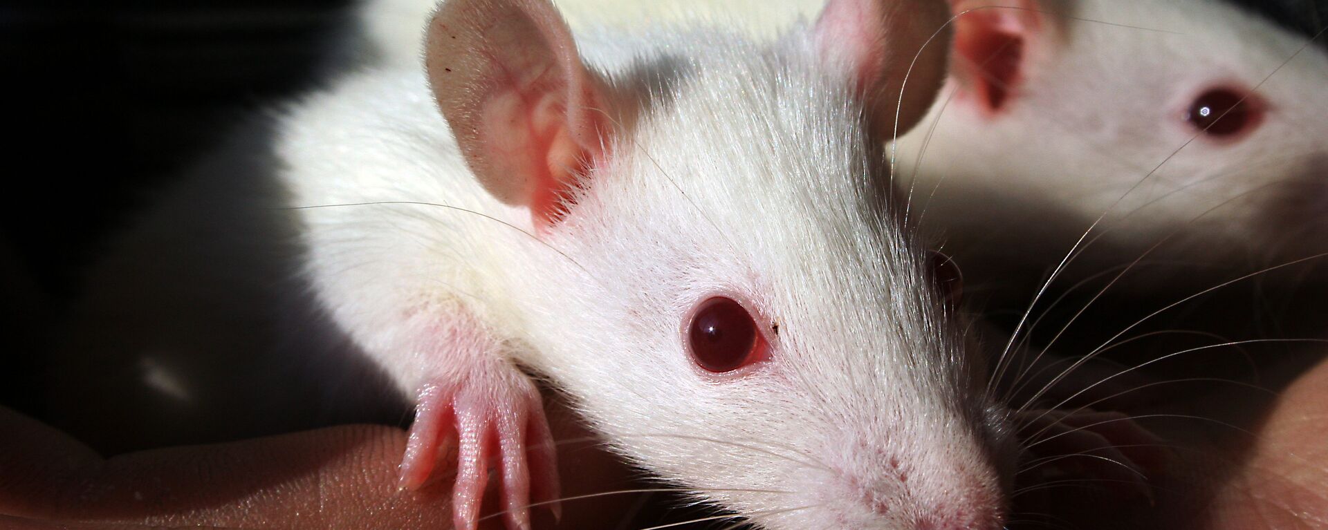 Utilizaron tres grupos de ratones divididos por edad: uno con ratones de dos meses, otro de 12 meses y otro de 18 meses.  - Sputnik Mundo, 1920, 17.02.2022