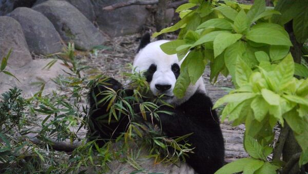 China presenta su primer 'panda' aéreo - Sputnik Mundo