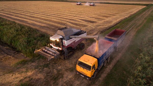 La cosecha de arroz en los campos de la empresa rusa Nacional el la región de Krasnodar - Sputnik Mundo