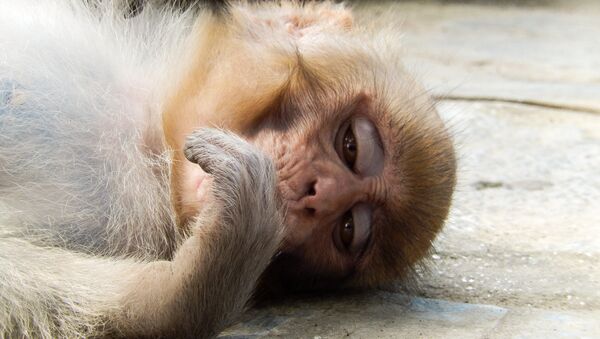 Un macaco Rhesus triste - Sputnik Mundo