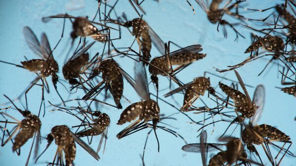 In this Sept. 29, 2016 photo, Aedes aegypti mosquitoes, responsible for transmitting Zika, sit in a petri dish at the Fiocruz Institute in Recife, Brazil - Sputnik Mundo