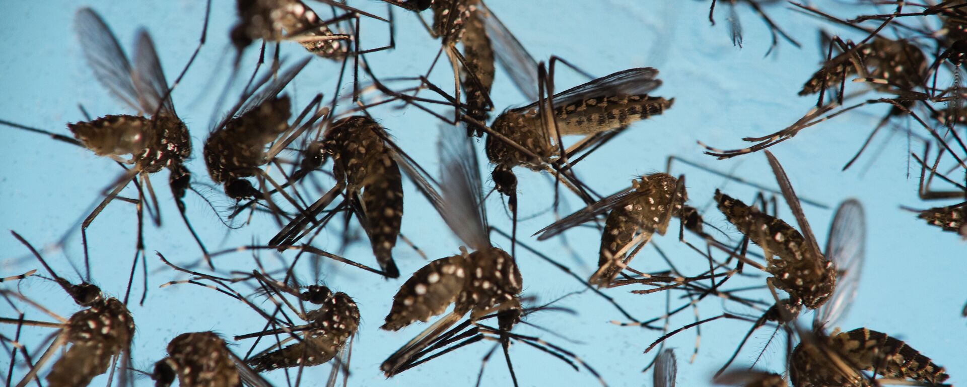 Mosquitos Aedes aegypti, causantes del Zika - Sputnik Mundo, 1920, 08.01.2021