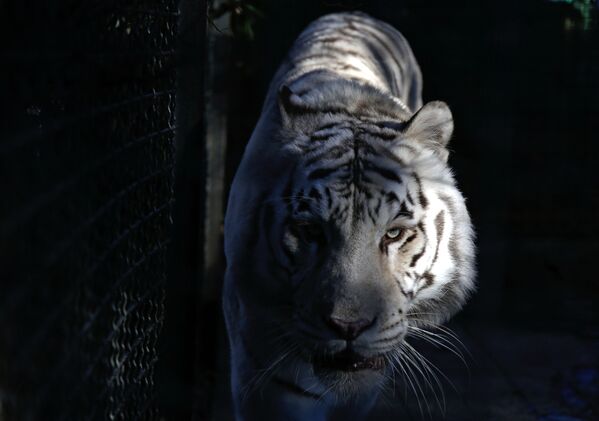 Los tres cachorros blancos de tigre de Bengala en Crimea - Sputnik Mundo