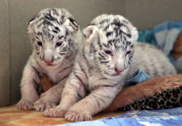 Los tres cachorros blancos de tigre de Bengala en Crimea - Sputnik Mundo