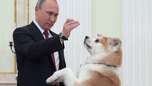 El presidente de Rusia, Vladímir Putin y su perra, Yume - Sputnik Mundo