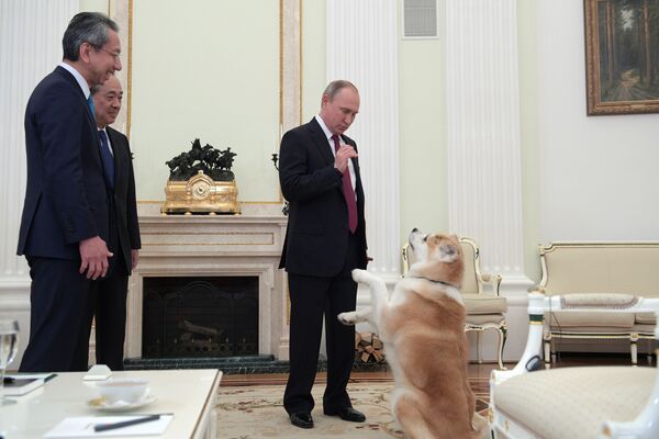 Vladímir Putin y sus perros - Sputnik Mundo