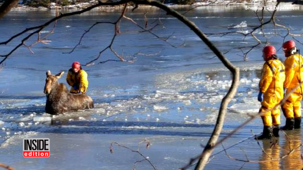 Bomberos canadienses salvan a un alce que cayó en un lago congelado - Sputnik Mundo