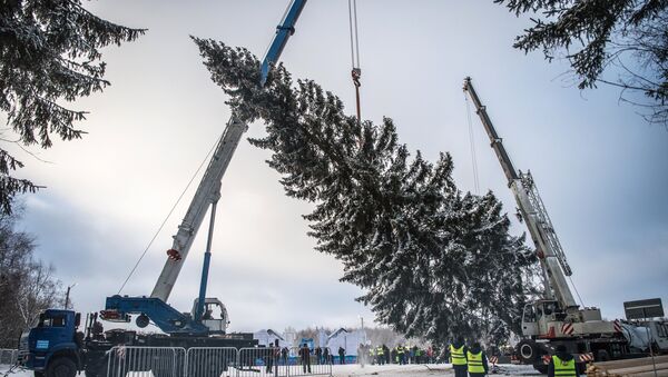 La tala del árbol de Navidad más importante de Rusia - Sputnik Mundo