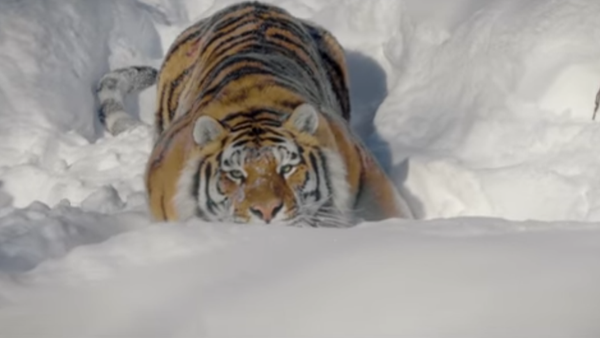 Los tigres salvajes, más cerca que nunca - Sputnik Mundo