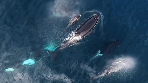 El cazador cazado: un vídeo muestra cómo una orca acaba con un tiburón - Sputnik Mundo