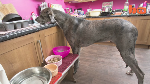 Freddy, el perro más alto del mundo - Sputnik Mundo