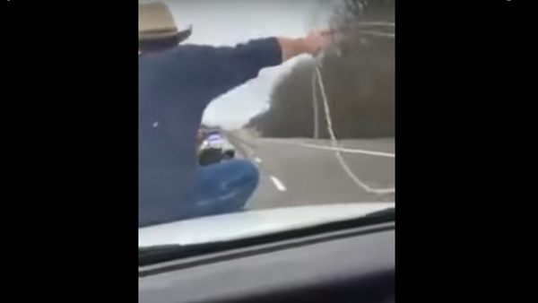 Vaquero logra enlazar a un toro desde el capó de un vehículo policial - Sputnik Mundo
