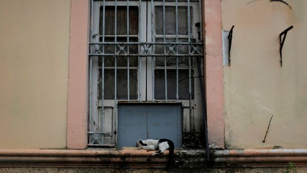A cat is seen on a window sill of the public jail in Manaus, Brazil, after some prisoners were relocated following a deadly prison riot - Sputnik Mundo