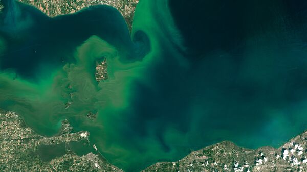 Epidemia de algas venenosas en EEUU - Sputnik Mundo