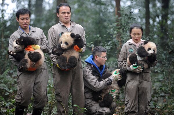Investigadores sostienen cachorros de pandas gigantes durante un evento de celebración del Año Nuevo Lunar en China. Provincia de Sichuan, 11 de enero de 2017. - Sputnik Mundo
