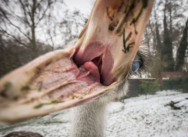 Un avestruz curioso en el zoológico Opelzoo. Kronbreg, Alemania, 9 de enero de 2017. - Sputnik Mundo