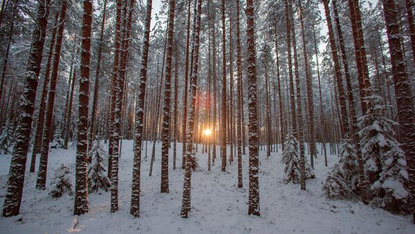 El bosque invernal - Sputnik Mundo