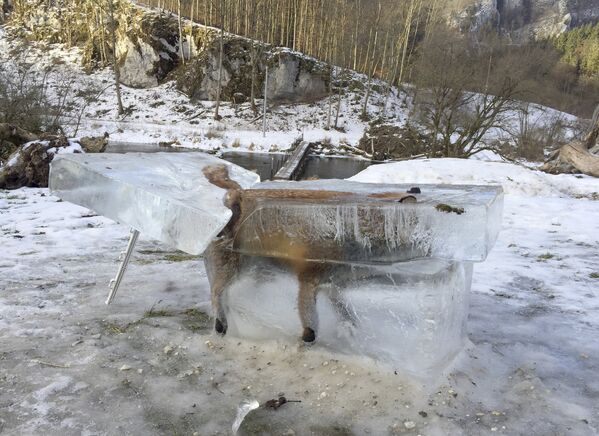 Un bloque de hielo extraído del río Danubio contiene el cuerpo de un zorro congelado a causa del fuerte frio que azotó Europa en la primera mitad de enero. Fridingen, Alemania, 13 de enero de 2017. - Sputnik Mundo