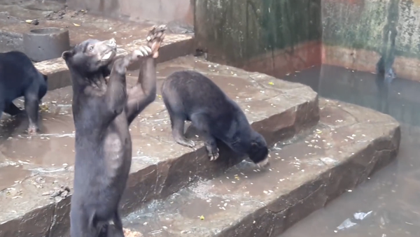 Osos esqueléticos suplican por comida en un zoológico de Indonesia - Sputnik Mundo