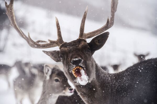 Un ciervo come una mazorca de maíz en una pradera cubierta por la nieve Kósovo, donde las temperaturas cayeron bajo cero. 16 de enero de 2017. - Sputnik Mundo