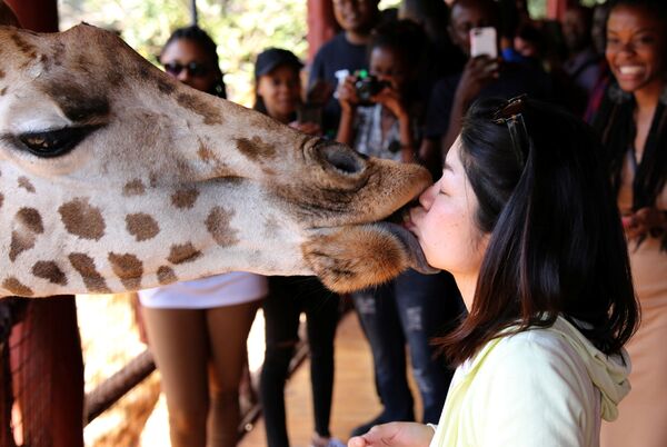 Una turista alimenta a una jirafa en centro de crianza de estos animales. Nairobi, Kenia, 15 de enero de 2017. - Sputnik Mundo