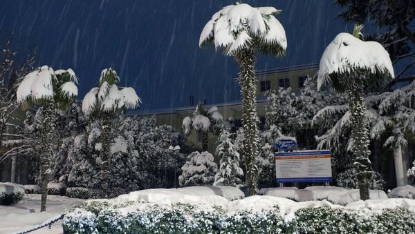Las palmeras cubiertas de nieve en Yalta - Sputnik Mundo
