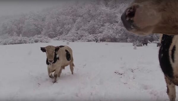 Vacas en un prado nevado - Sputnik Mundo