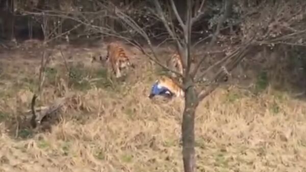 Los tigres que han atacado a un hombre en un zoo chino - Sputnik Mundo
