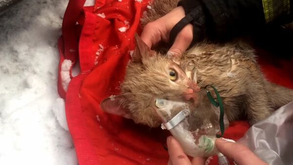 Rescatistas rusos salvan a un gato - Sputnik Mundo